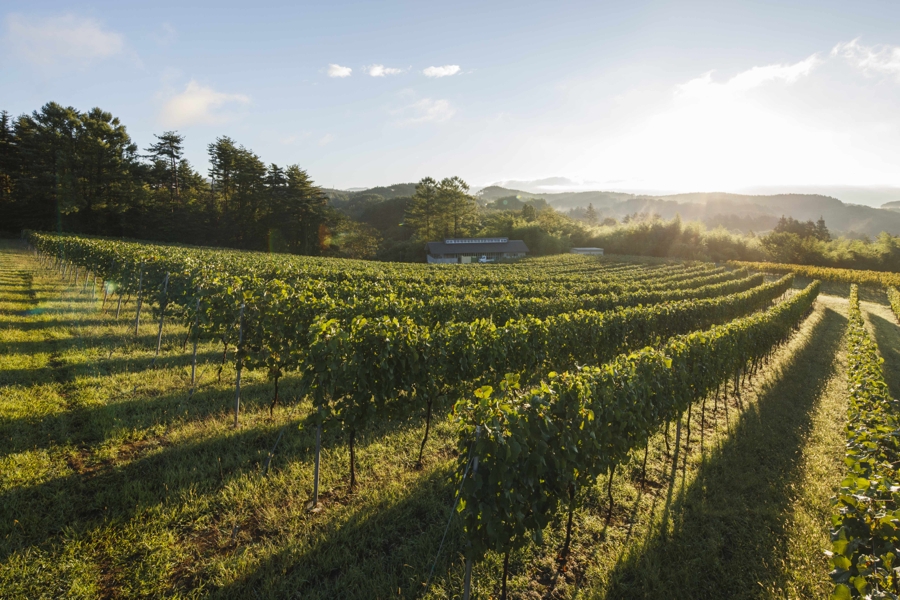 RISONARE Yatsugatake Wine Image