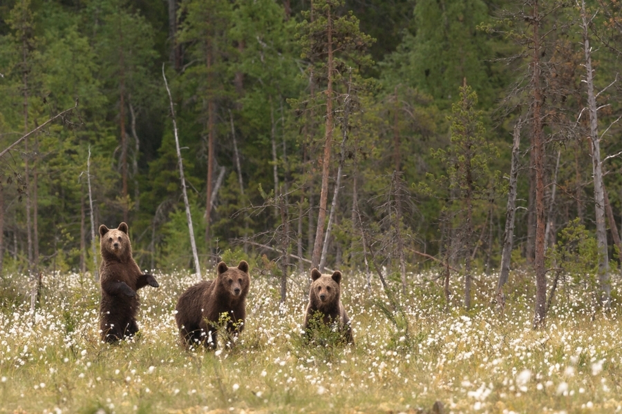 Brown bear in Finland Image