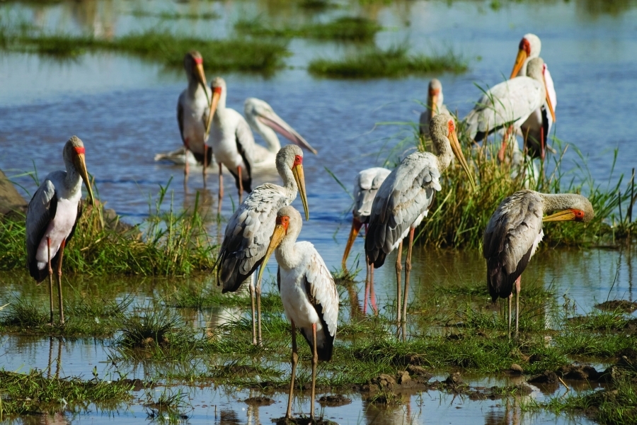 Yellow-billed_Storks,_Lake_Manyara