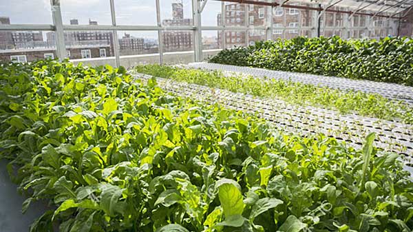 Urban farmers are expanding to our city's rooftops