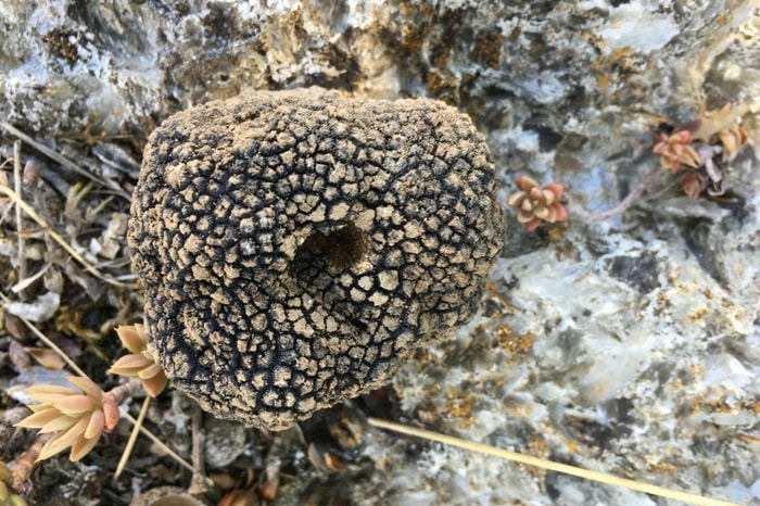 From the outside, black truffles don't look like much