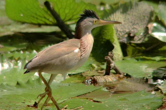 ecotourism in hong kong