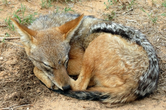 Jackal's horns are among the rarest of strange amulets