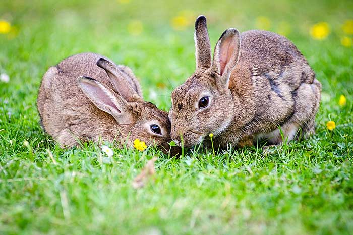 Rabbits may be adorable, but their feet make strange amulets