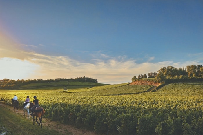 Sunset in Burgundy