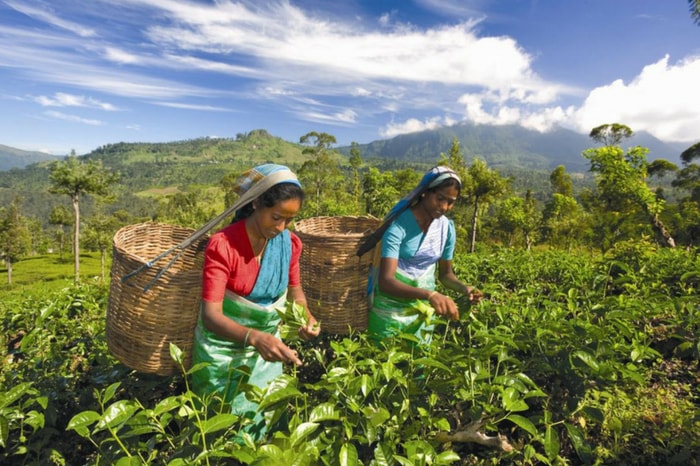 Tea pickers in Sri Lanka