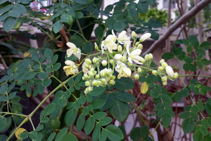 The moringa tree is native to India and regions of Africa