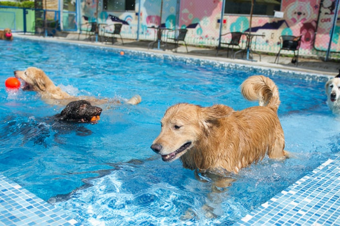 Petworld Resort makes our list of top dog hotels in Hong Kong