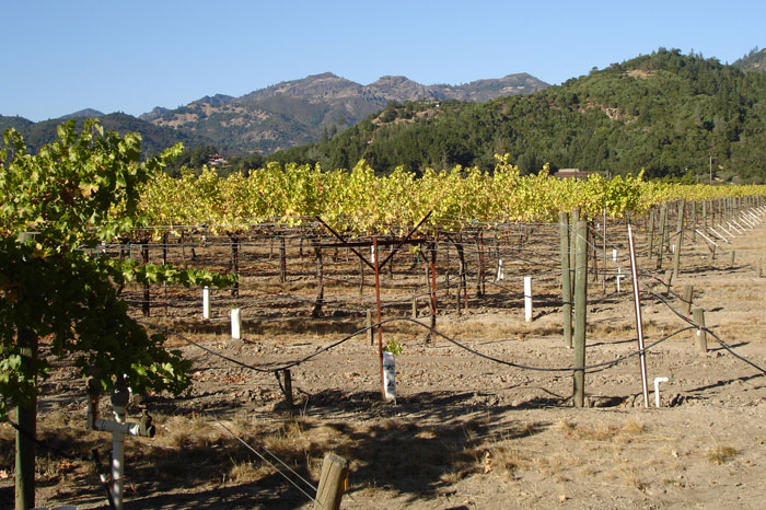 Several Californian winemakers reported complete destruction of their wines