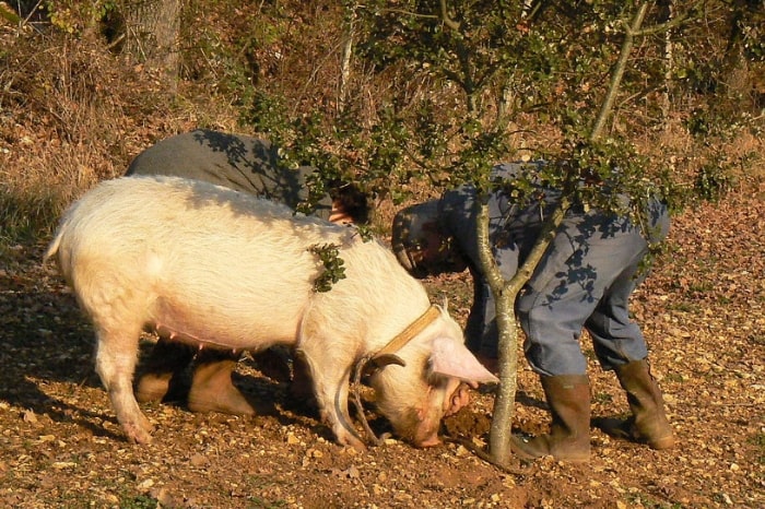 Specially trained pigs are used to hunt white truffles