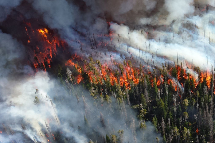 The 2017 wildfires devastated several notable Californian winemakers