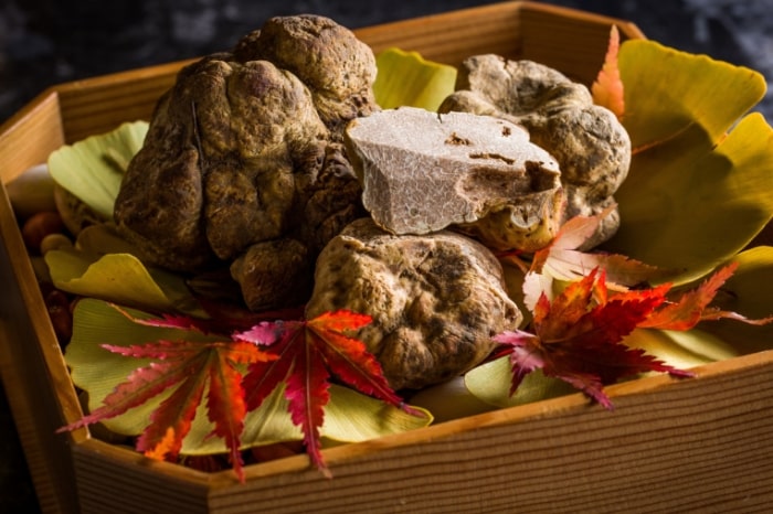 White truffles are among the most sought-after ingredients in the world