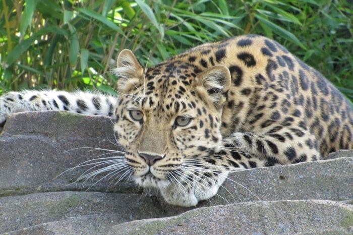 Amur Leopard - No 2 on our endangered big cat species list