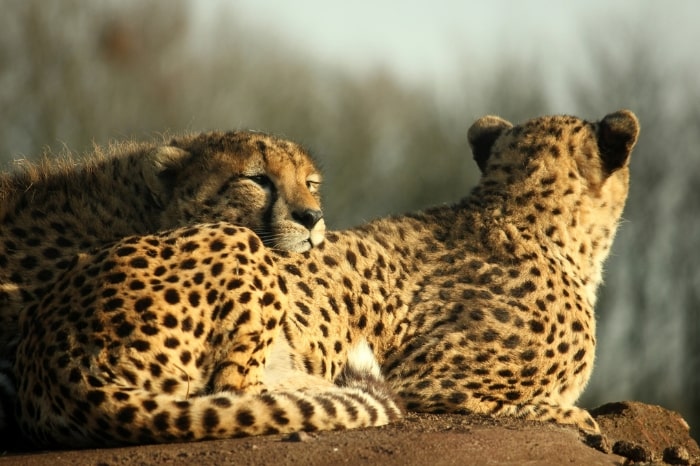 Asiatic Cheetah - No 3 on our endangered big cat species list