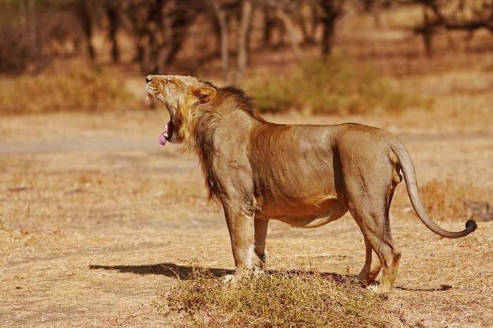 Asiatic Lion - No 5 on our endangered big cat species list