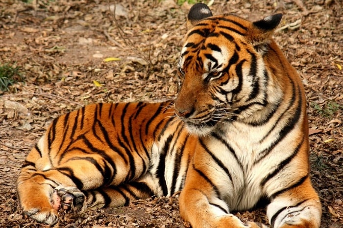 South China tiger - No 1 on our endangered big cat species list