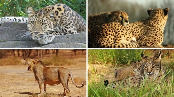 Forsaken Felines: The 5 most endangered big cat species in the world