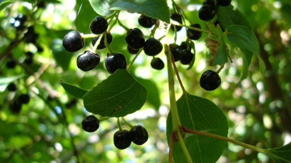 Maqui Berry: Have you tried the very berry that gave Chilean Indians super stamina?