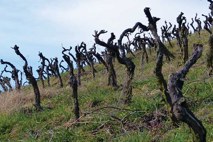 A 1 degree celsius rise in global temperature has devastated Old World terroir