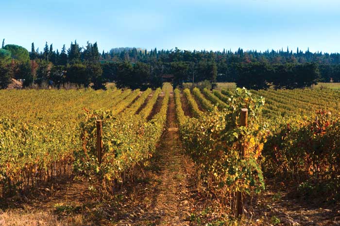 Rising temperatures have a huge impact on terroir