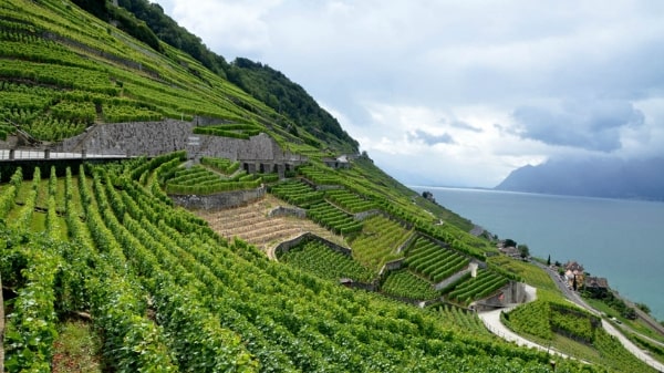 Wine, Where?: Three unusual winemaking areas you never knew existed