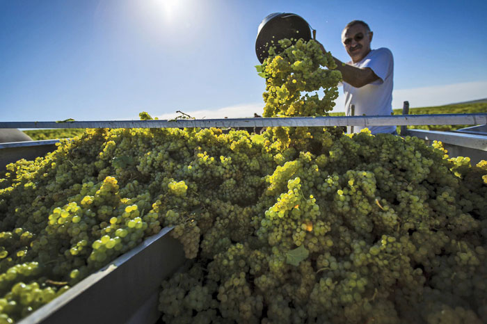 Chablis is the northern-most Burgundy region