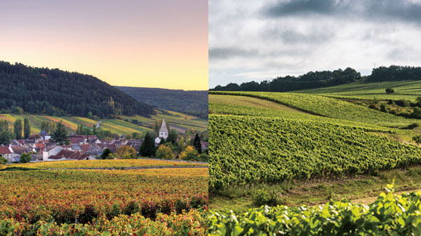 After two years of weather woes, has Chablis finally regained its footing?