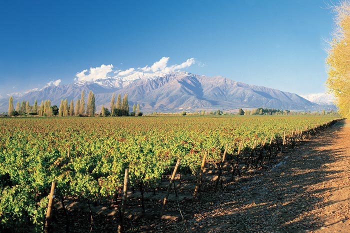 Chilean vineyard